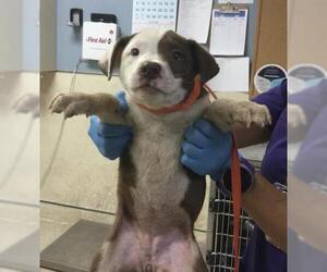 Mutt Dogs for adoption in Riverside, CA, USA