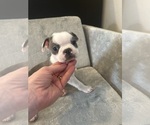 Puppy Puppy 2 Boston Terrier