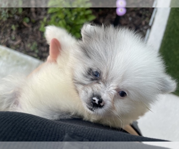 Medium Photo #14 Pomeranian Puppy For Sale in ORLANDO, FL, USA