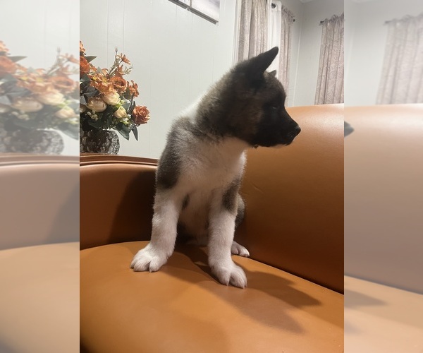 Medium Photo #2 Akita Puppy For Sale in SOMERSET, NJ, USA