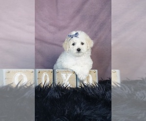 ShihPoo Puppy for sale in WARSAW, IN, USA