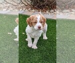 Image preview for Ad Listing. Nickname: AKC Boy 1