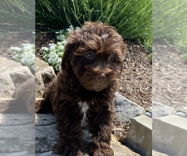 Medium Photo #4 Lhasa Apso-Poodle (Toy) Mix Puppy For Sale in CANOGA, NY, USA