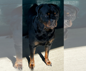 Father of the Rottweiler puppies born on 04/03/2025