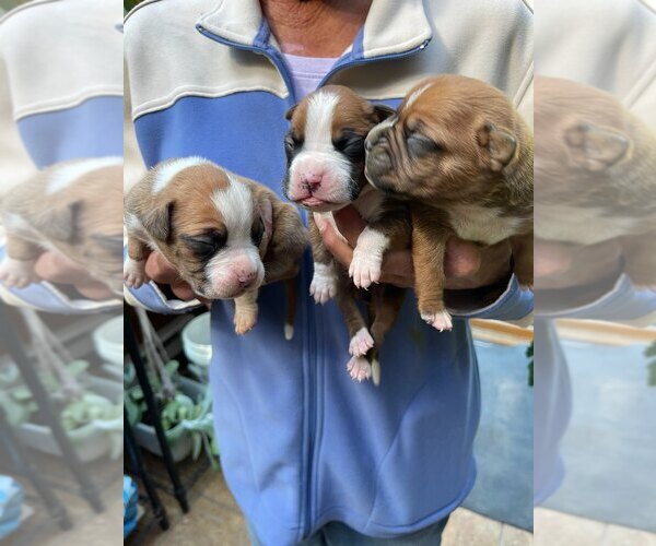 Medium Photo #3 Boxer Puppy For Sale in HINSDALE, MA, USA