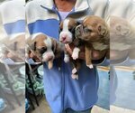 Litter of 12 - Male(s) and Female(s) BoxerLitter of Puppies for Sale - Photo #3