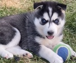 Small Photo #7 Siberian Husky Puppy For Sale in WORTHINGTON, KY, USA