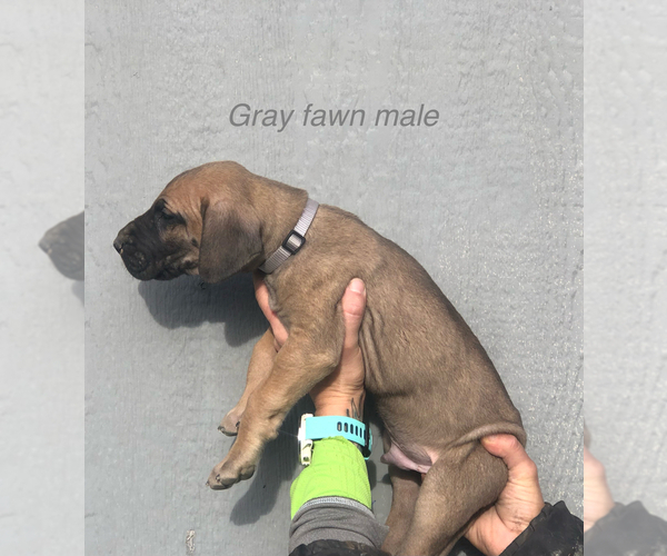 Medium Photo #7 Great Dane Puppy For Sale in GREENBRIER, TN, USA