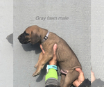 Small Photo #7 Great Dane Puppy For Sale in GREENBRIER, TN, USA