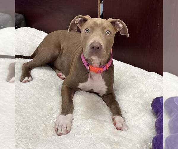 Medium Photo #1 American Pit Bull Terrier-Unknown Mix Puppy For Sale in Newfield, NJ, USA