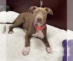 Small American Pit Bull Terrier Mix