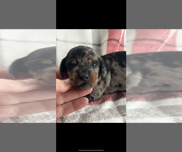 Medium Photo #3 Dachshund Puppy For Sale in NILES, MI, USA