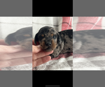 Small #2 Dachshund