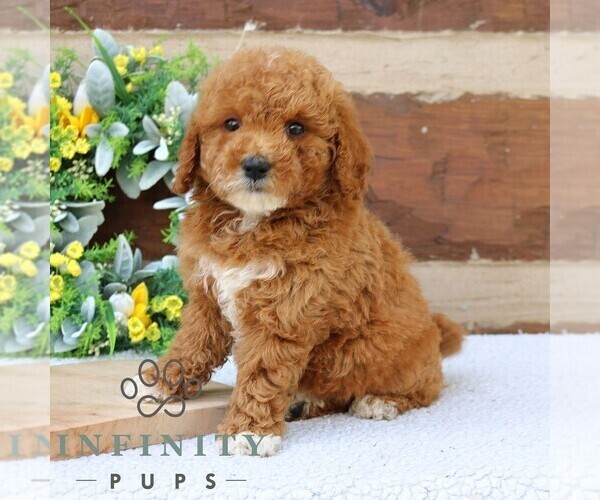 Medium Photo #2 Goldendoodle (Miniature) Puppy For Sale in NARVON, PA, USA