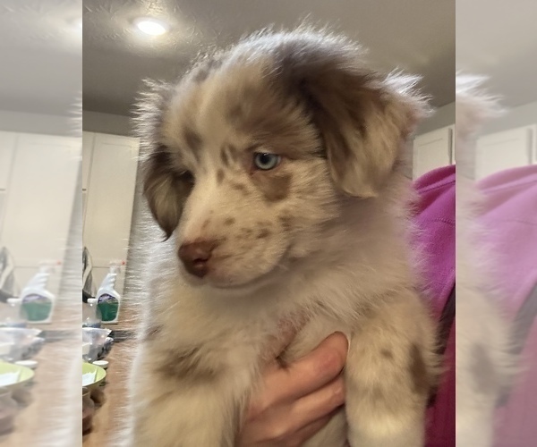 Medium Photo #3 Australian Shepherd Puppy For Sale in MARYSVILLE, IN, USA