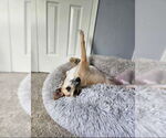Small #1 Greyhound Mix