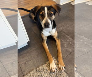 Mutt Dogs for adoption in Minneapolis, MN, USA