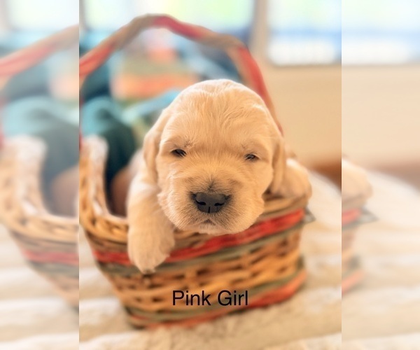 Medium Photo #8 Golden Retriever Puppy For Sale in CHIPPEWA FALLS, WI, USA