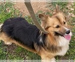 Small Photo #1 Pembroke Welsh Corgi Puppy For Sale in OROVILLE, CA, USA
