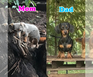 Mother of the Dachshund puppies born on 02/22/2022