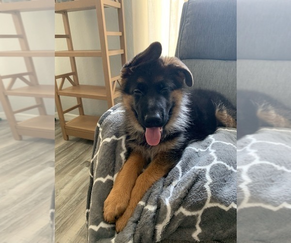 Medium Photo #2 German Shepherd Dog Puppy For Sale in DUNNELLON, FL, USA