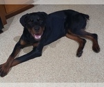 Small Photo #1 Rottweiler Puppy For Sale in STEUBENVILLE, OH, USA