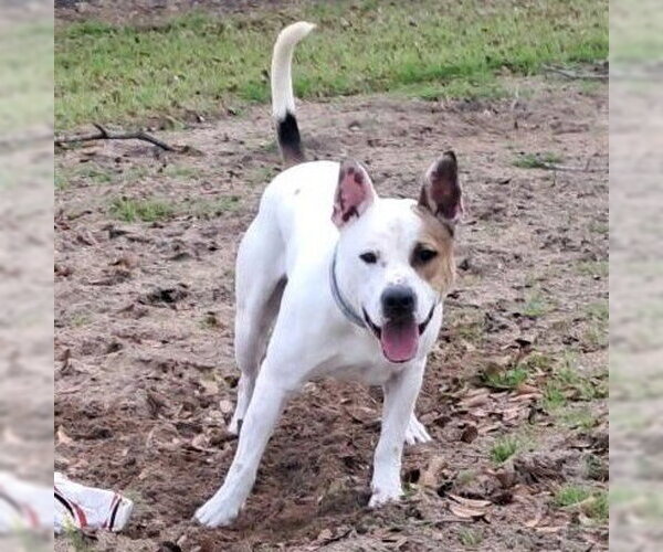 Medium Photo #3 American Staffordshire Terrier-Unknown Mix Puppy For Sale in HOUSTON, TX, USA