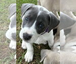 Small #1 Labrador Retriever Mix