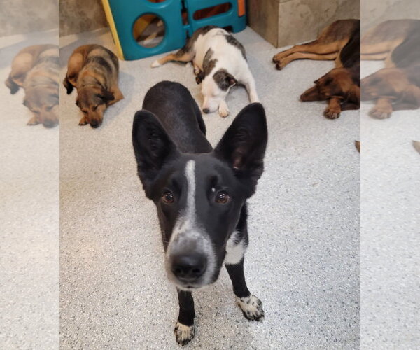 Medium Photo #11 Border Collie-Unknown Mix Puppy For Sale in Highland, IL, USA