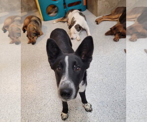 Maeve - Female Border Collie-Unknown Mix Dog for Adoption - Photo #11