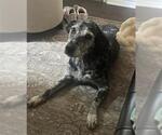 Small Catahoula Leopard Dog Mix