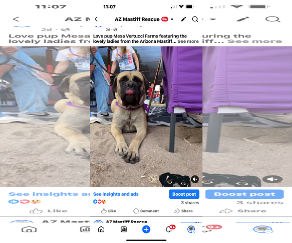 Medium Photo #3 Bullmastiff Puppy For Sale in Goodyear, AZ, USA