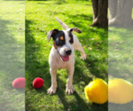 Small #21 Basenji-Rat Terrier Mix