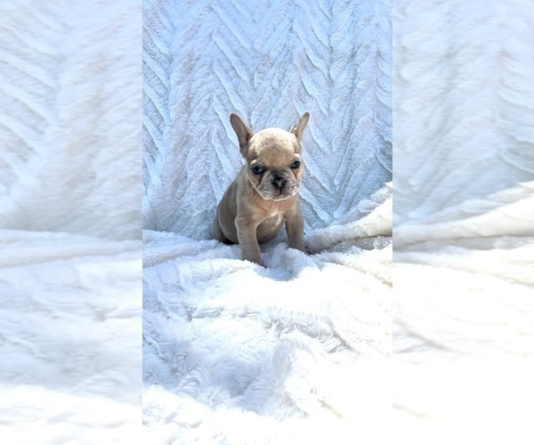 Medium Photo #7 French Bulldog Puppy For Sale in FLORENCE, KY, USA