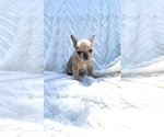 Small Photo #7 French Bulldog Puppy For Sale in FLORENCE, KY, USA