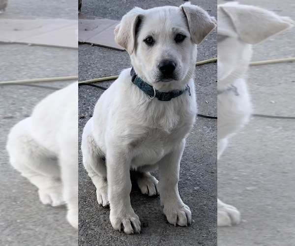 Medium Photo #1 Shepradors Puppy For Sale in DEER PARK, WA, USA