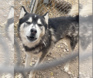 Siberian Husky Dogs for adoption in Williamsburg, NM, USA
