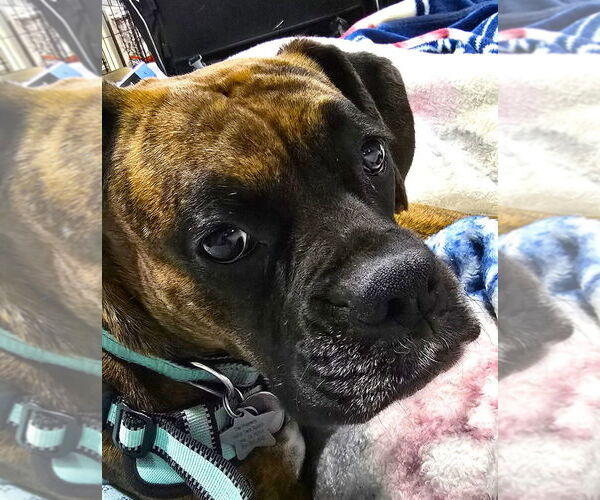 Medium Photo #3 Boxer Puppy For Sale in Austin, TX, USA