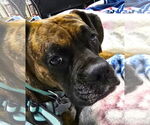 Small #2 Boxer