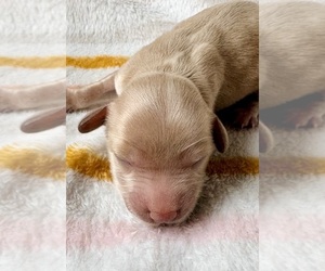 Medium Cavapoo (Miniature)