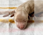 Puppy 4 Cavapoo (Miniature)