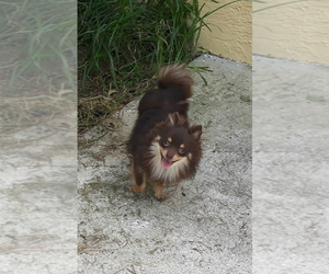 Pomeranian Puppy for sale in ROYAL PALM BEACH, FL, USA