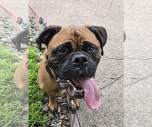 Medium Bullmastiff