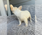 Small #5 French Bulldog