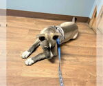 Small #3 American Pit Bull Terrier Mix