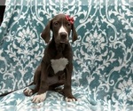 Small Photo #6 Great Dane Puppy For Sale in LAKELAND, FL, USA