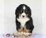 Small Photo #4 Bernese Mountain Dog Puppy For Sale in ATGLEN, PA, USA