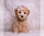 Small Photo #46 Goldendoodle (Miniature) Puppy For Sale in WARSAW, IN, USA