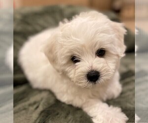 Bichon Frise Puppy for sale in FORT WORTH, TX, USA