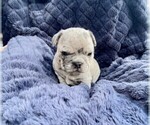 Small Photo #9 French Bulldog Puppy For Sale in PUEBLO, CO, USA